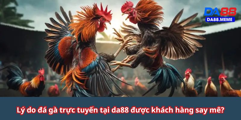 Lợi thế chỉ có tại các đá gà DA88 Lợi thế chỉ có tại các đá gà DA88